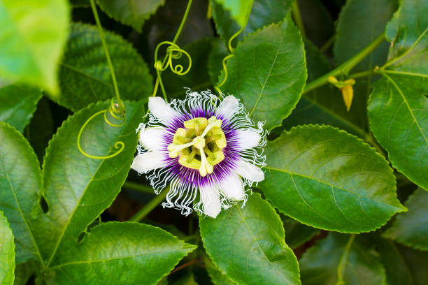 White with purple flower Passiflora edulis. Passion flowers or passion vines top view White with purple flower Passiflora edulis. Passion flowers or passion vines top view eutrichomyias rowleyi stock pictures, royalty-free photos & images