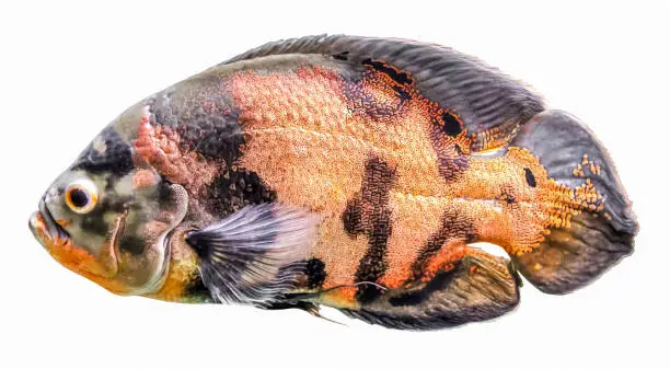 Photo of Oscar fish, astronotus. Isolated freshwater aquarium fish from the cichlid family. Known under a variety of common names, including tiger oscar, velvet cichlid, and marble cichlid