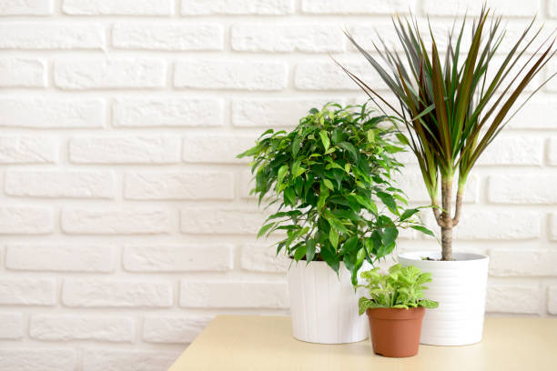 istock Flowers in a pot indoors 940606514