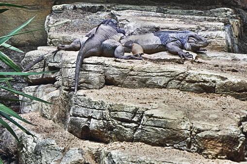 Lizards on a rock