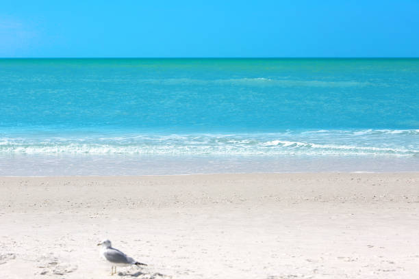 Seagull at the Atlantic Ocean