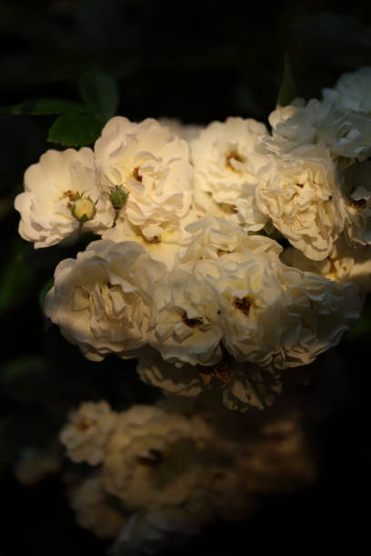 istock White roses blooming in the garden 940607508