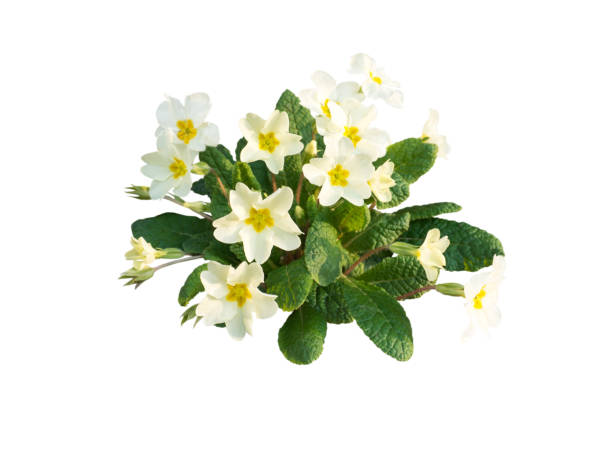 istock Primula vulgaris or primrose pale yellow flowers 940607702