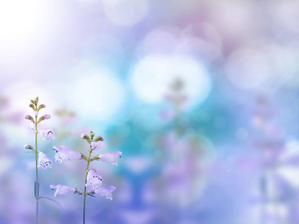 istock Beautiful light purple flowers background 940607730