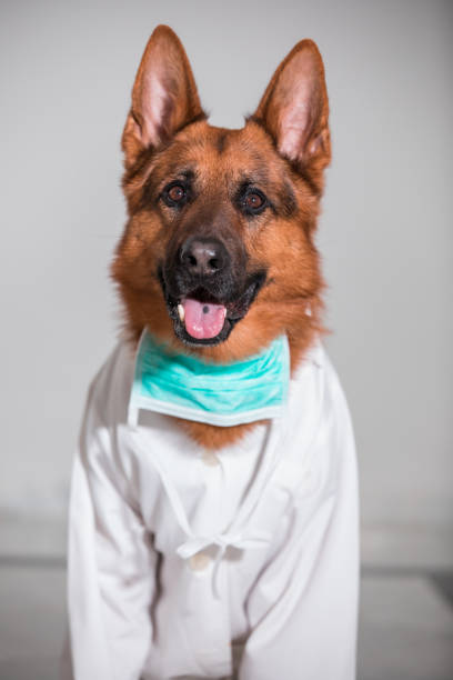 cute doctor german shepherd dog - german sheppard imagens e fotografias de stock