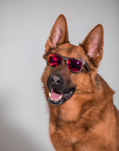 close-up of a cute german shepherd dog with sunglasses - german sheppard imagens e fotografias de stock