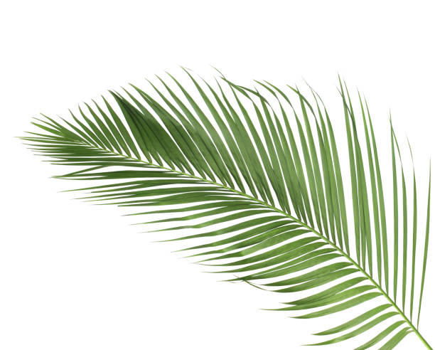istock concept summer with green palm leaf from tropical . frond floral leaves branches tree isolated on white pattern background. flat lay, top view. 940610276