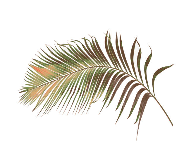 istock concept summer with green palm leaf from tropical . frond floral leaves branches tree isolated on white pattern background. flat lay, top view. 940610346