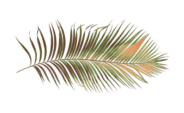 istock concept summer with green palm leaf from tropical . frond floral leaves branches tree isolated on white pattern background. flat lay, top view. 940610356