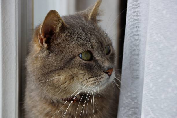 istock gray cat sitting and looking between the curtain and the window 940610470