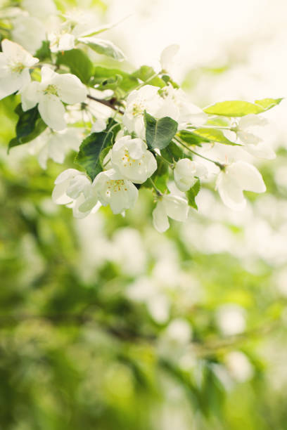 istock Spring bokeh background with flowers, green leaves and abstract bokeh light 940610902