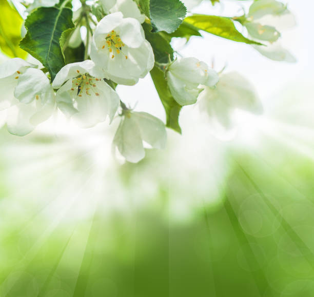 istock Abstract Bokeh Background with Spring Leaves and Flowers 940611040