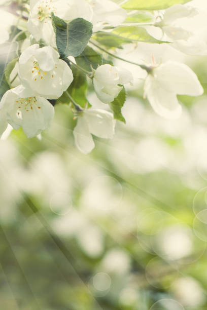 istock Spring Flowers, Green Leaves and Abstract Bokeh Light on Spring Health Background 940611050
