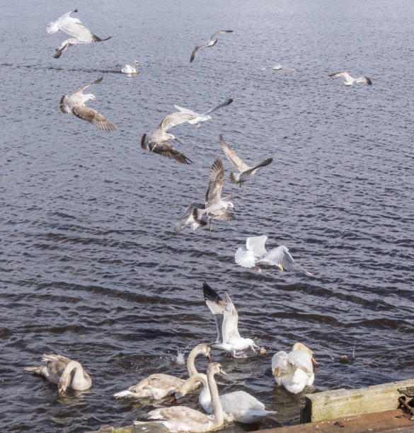 Feeding gulls and swans in flight down by the harbour side in Irvine