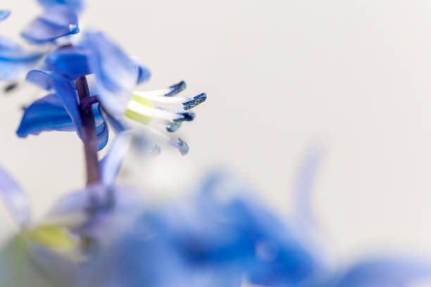 istock The first spring blue flowers on a light background. Scilla siberica (Siberian squill or wood squill) 940618874