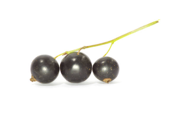 istock branch of black currant 940624130