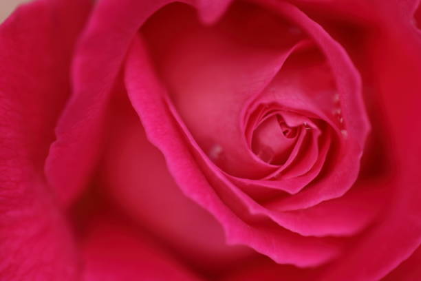 istock beautiful pink rose 940624460
