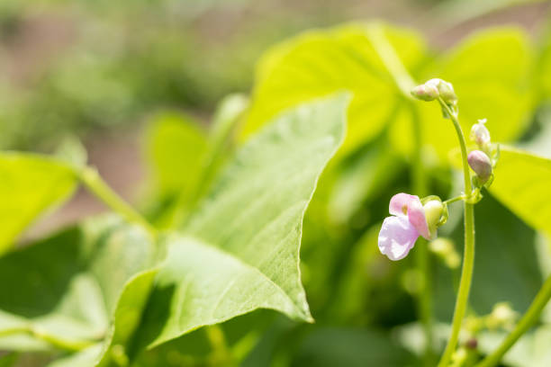 istock Beans plants and flowers as very nice natural background 940633202