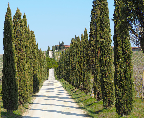 Tuscany, landscape of a cypress avenue near the vineyards