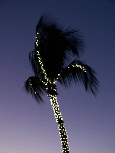 palmeira de natal - christmas palm tree island christmas lights - fotografias e filmes do acervo