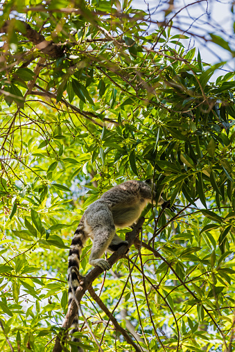 Lemur on tree branch