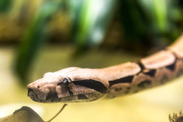 istock Boa constrictor, a species of large, heavy-bodied snake 940645242
