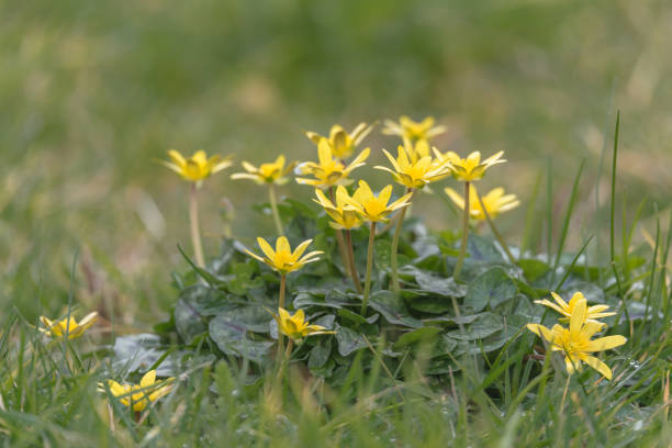 Lesser Celandine flowers Clump of yellow Lesser Celandine, Ficaria verna, in early spring ficaria verna stock pictures, royalty-free photos & images