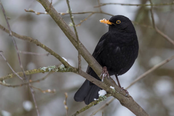 istock Male Blackbird with snow on beak 940664832
