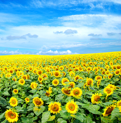Summer day and field of sunflowers in North Dakota