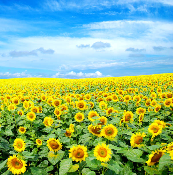 sunflower field stock photo