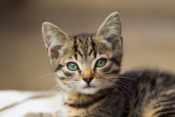 istock Portrain of beautiful serious looking kitten 940681214