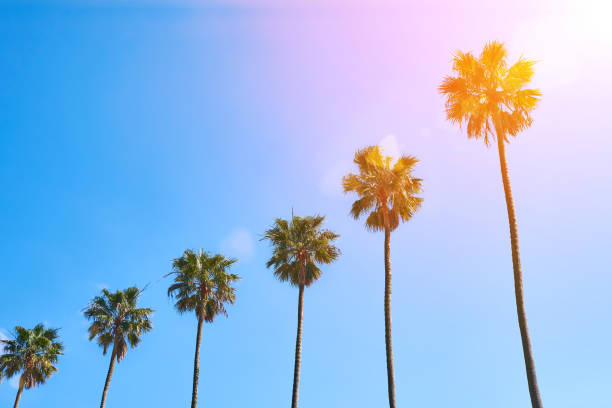 istock palm trees against the blue sky 940682188