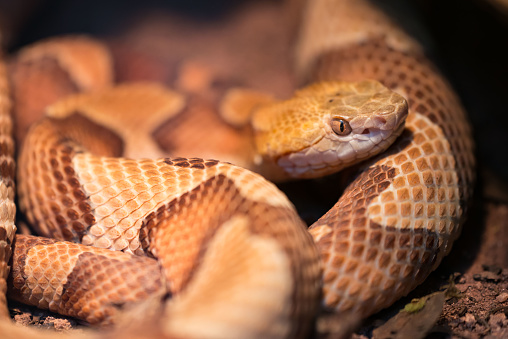 Copperhead  is a species of venomous snake endemic to Eastern North America