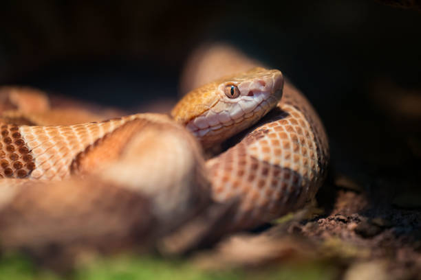 Snake in a terrarium - fotografia de stock