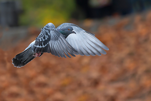 Flying feral pigeon (Columba livia domestica or Columba livia forma urbana)