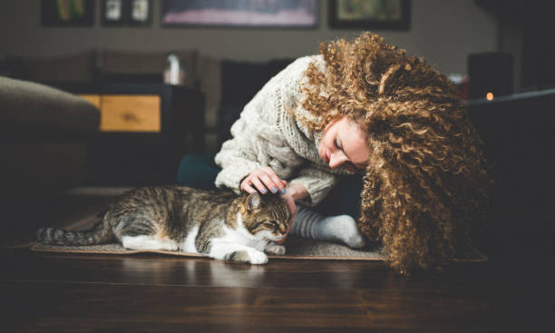Owner playing with cute funny cat at home