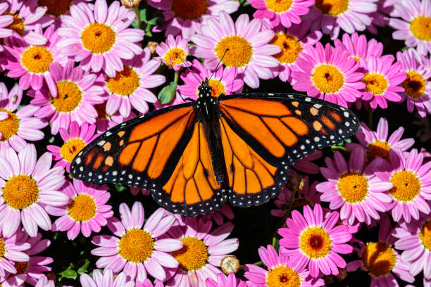 monarch-schmetterling bett rosa blüten - sonora state stock-fotos und bilder