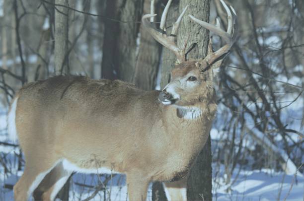 istock Whitetail Buck Standing In Winter 940694126