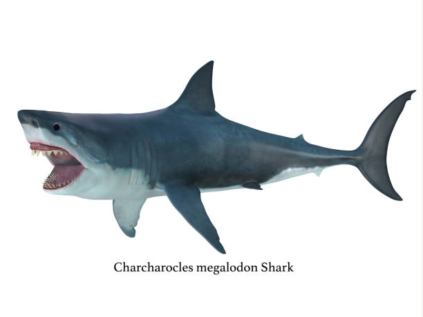 ท่าทางการโจมตีของฉลาม megalodon - เม็กกาโลดอน ภาพสต็อก ภาพถ่ายและรูปภาพปลอดค่าลิขสิทธิ์