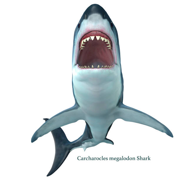 โปรไฟล์ด้านหน้าของ ฉลาม megalodon - เม็กกาโลดอน ภาพสต็อก ภาพถ่ายและรูปภาพปลอดค่าลิขสิทธิ์