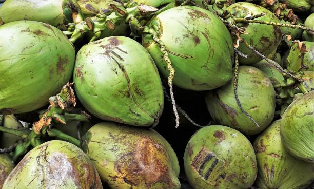 istock Coconuts green in the market in Laos jungle 940705616