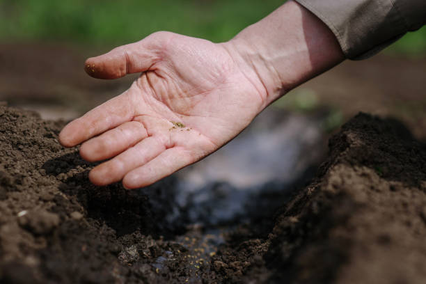 istock An elderly man planting seeds in the garden 940705782