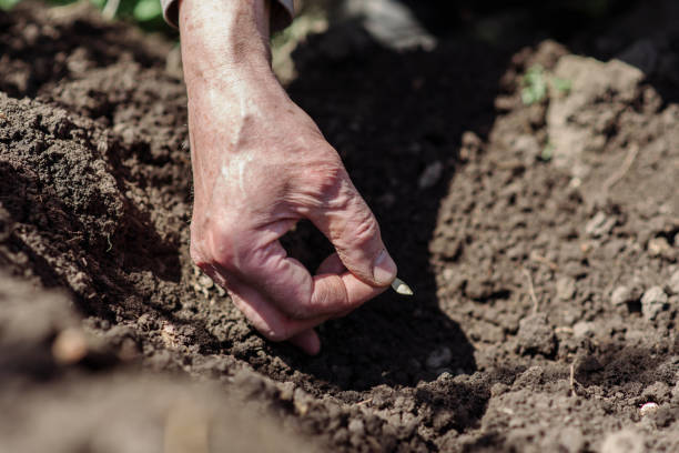 istock An elderly man planting seeds in the garden 940705982