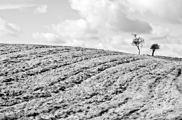 Field with furrow-like patterns created by freshly cut grass. stock photo