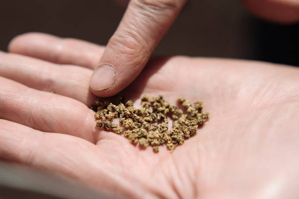 istock Beet seeds on the palm of an elderly person 940707008