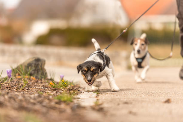 small unruly dog pulls on the owner's leash while walking - Jack Russell Terrier 2 years old