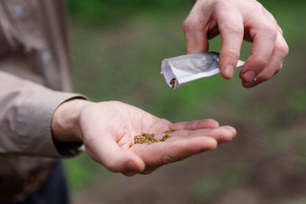 istock A man pours on the palm of beet seeds 940709904