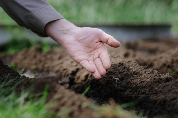 istock An elderly man planting seeds in the garden 940711996