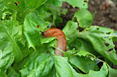 Snail on Salad