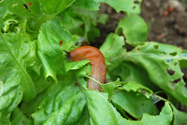 Snail on Salad  creep stock pictures, royalty-free photos & images